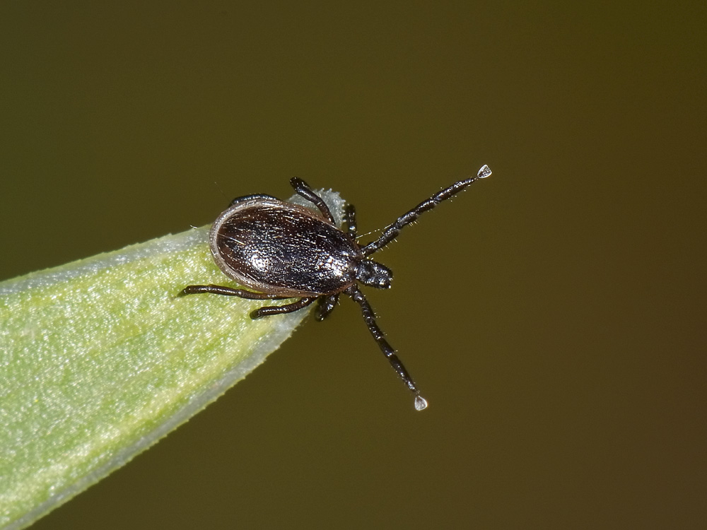 Una zecca sul braccio:  Ixodes cfr. ricinus, femmina